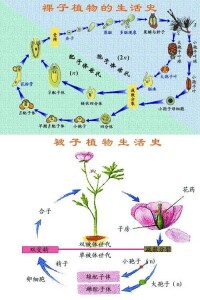 有性世代