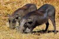 非洲疣豬