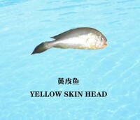 黃皮魚