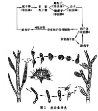 褐藻門