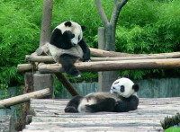 大徠熊貓的生活