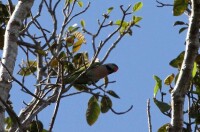 緋胸鸚鵡錫默盧島亞種