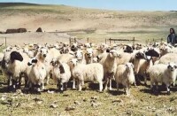 三江型西藏羊