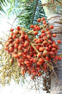 棕櫚果