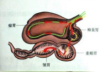 瘤胃