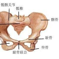 中心腱