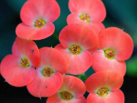 紅花鐵海棠