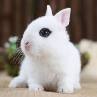 寵物兔