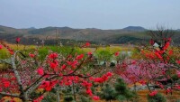 桃花島