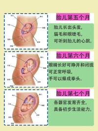 胎兒發育過程