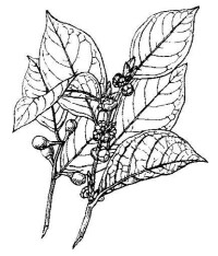 植物-香葉樹(圖2)