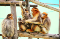 西霞口野生動物園