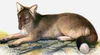 最早滅絕的南極狼