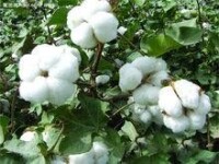 新洲村優質棉花