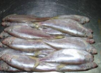 刺魚