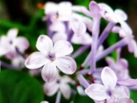 五瓣紫丁香