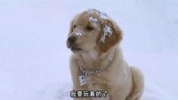 雪狗兄弟