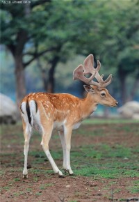 西安秦嶺野生動物園