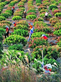 蘭青鄉造林