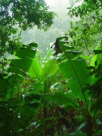 熱帶雨林