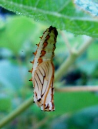 薴麻珍蝶蛹