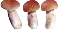 蘑菇組圖