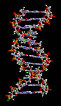 在DNA 雙螺旋結構是一個分子編碼基因的開發和使用的所有已知的居住功能指示生物和許多病毒。