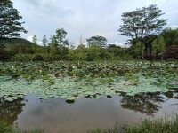 大屏嶂森林公園