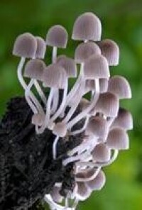 真菌