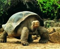 亞達伯拉象龜背甲高隆