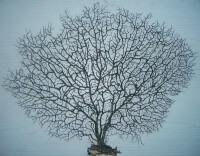 海鐵樹