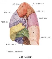 左肺(內側觀-顯示肺段)