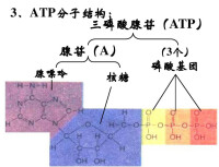 ATP-三磷酸腺苷分子式