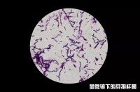 細菌芽孢