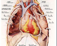 胸腔的圖