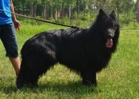 黑熊犬