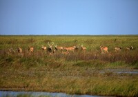 鹽城國家級自然保護區麋鹿1高清大圖