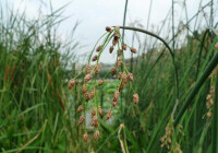 Scirpus tabernaemontani Gmel.