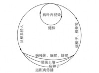 棉花黃萎病侵染循環