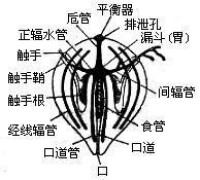 櫛水母的形態結構