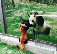 徠小熊貓科