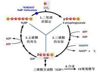 葉綠體基質