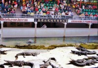 泰國北攬鱷魚湖動物園