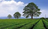 金井三棵樹茶園