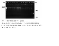 三種芋螺的基因組DNA電泳圖