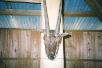 中南大羚模型和頭骨