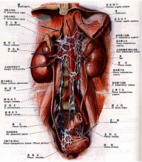 腹部臟器與大血管的關係