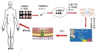 自體血回輸ATP細胞療法原理示意圖