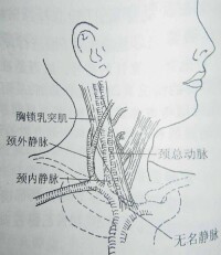 中心靜脈壓測定