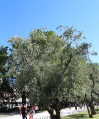 西班牙橄欖樹